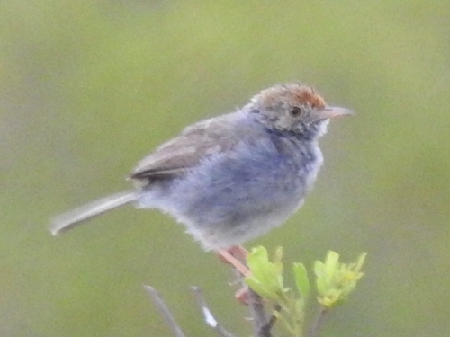 Neddicky (Cisticola fulvicapilla)