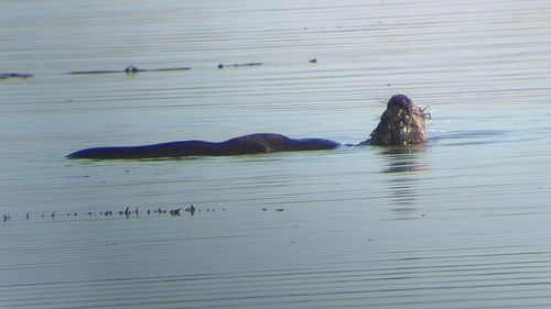 North American River Otter observed by adamhichew