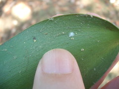 Nipaecoccus aurilanatus