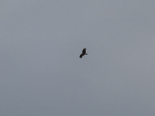 Brahminy Kite (Haliastur indus), photo 4