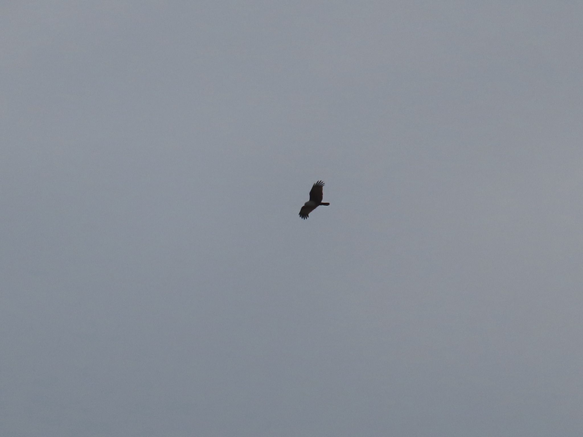 Brahminy Kite (Haliastur indus), photo 4