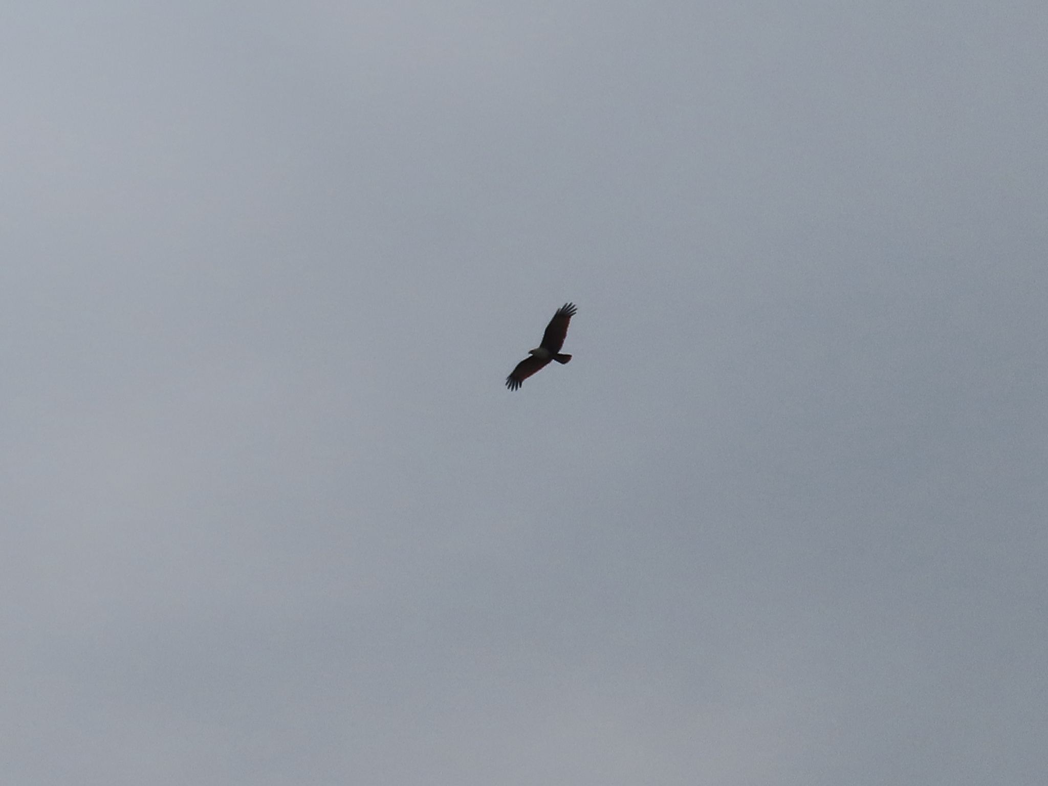 Brahminy Kite (Haliastur indus), photo 3