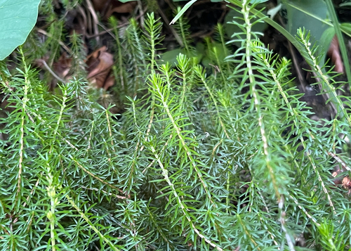 Erica carnea