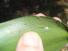 Nipaecoccus aurilanatus