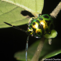 Chrysocoris eques