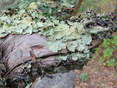 Flavopunctelia praesignis