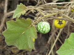 Solanum myriacanthum