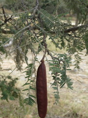 Vachellia pennatula