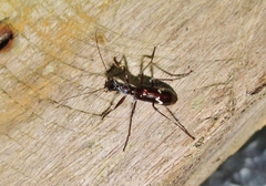 Ctenostoma maculicorne