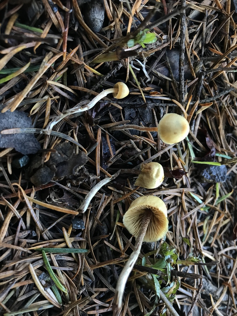 Galerina badipes · January 2026 · photo: © paganka (iNaturalist, cc-by-nc)