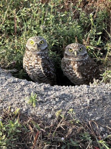 View observation of {o.common_name} on iNaturalist