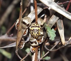 Orsilochides scurrilis