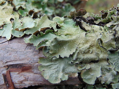 Flavopunctelia praesignis