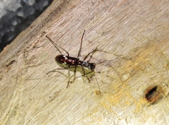 Ctenostoma maculicorne