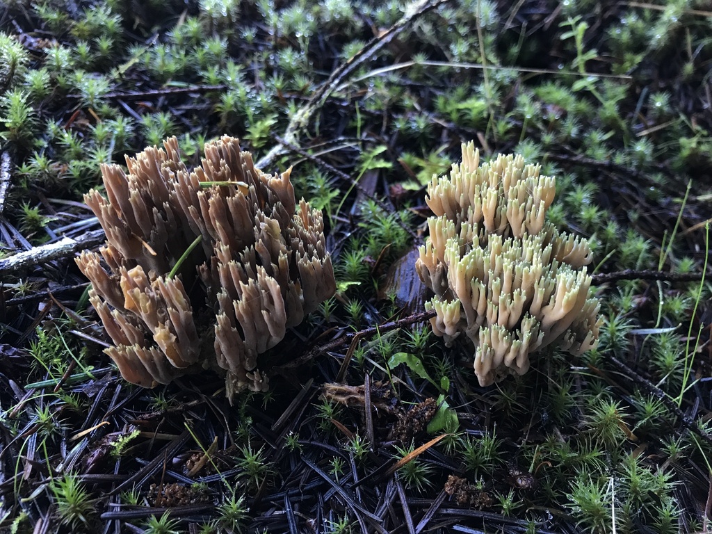 Ramaria tsugina prasina