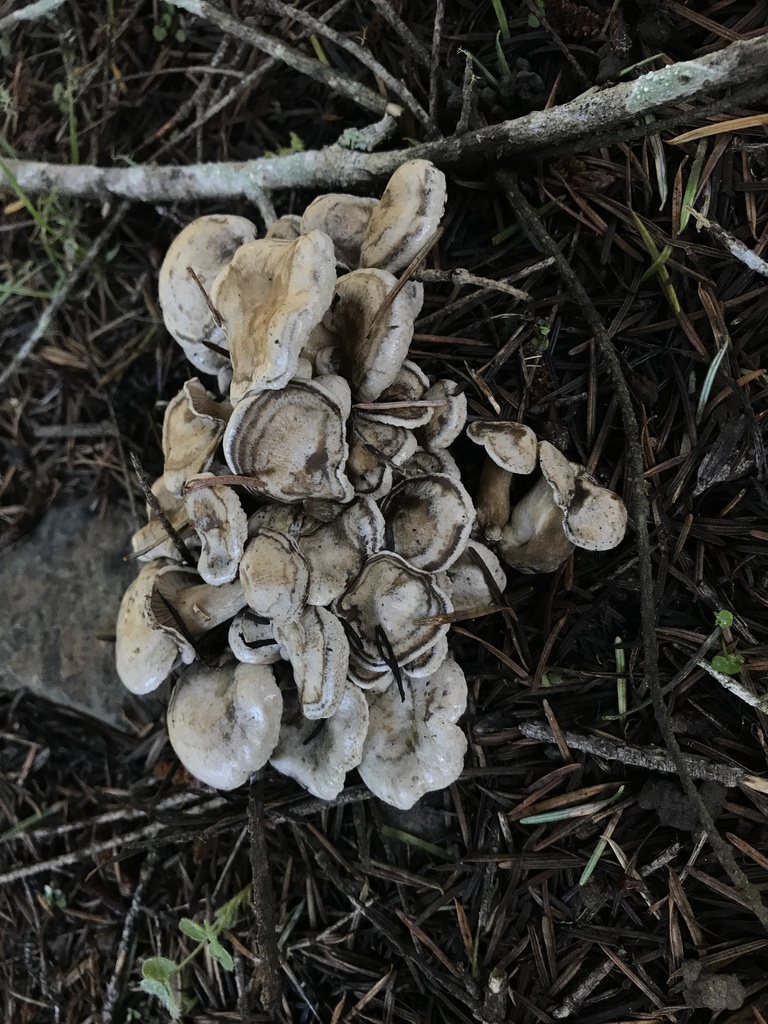 Clitocybe sclerotoidea