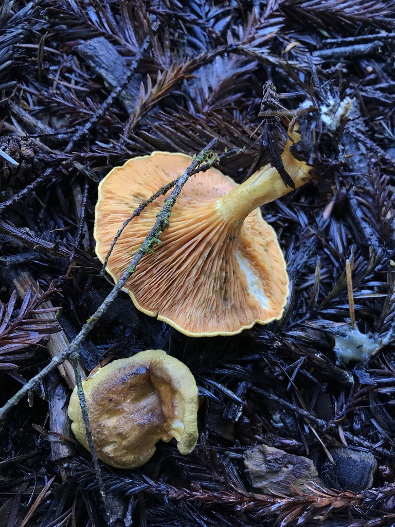 Hygrophoropsis aurantiaca · January 2026 · photo: © paganka (iNaturalist, cc-by-nc)