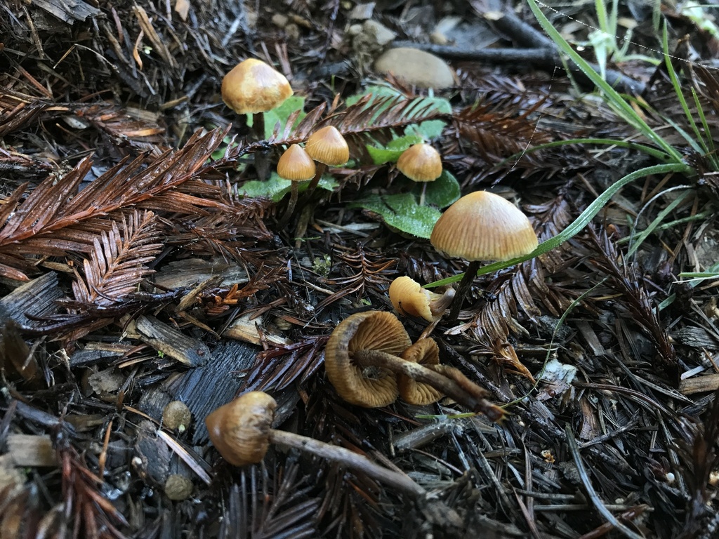 Galerina badipes · January 2026 · photo: © paganka (iNaturalist, cc-by-nc)