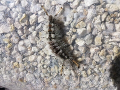 Dasychira meridionalis