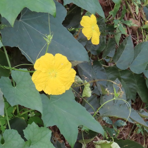 Estropajo (Luffa aegyptiaca)