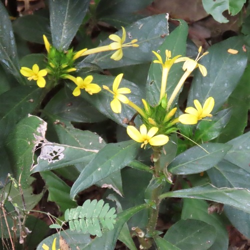 Barleria oenotheroides (Barleria oenotheroides)