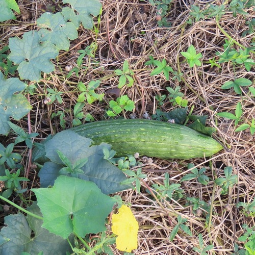 Estropajo (Luffa aegyptiaca)