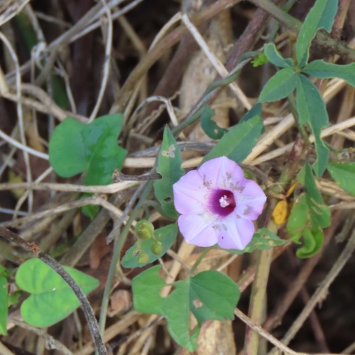 Littlebell (Ipomoea triloba)