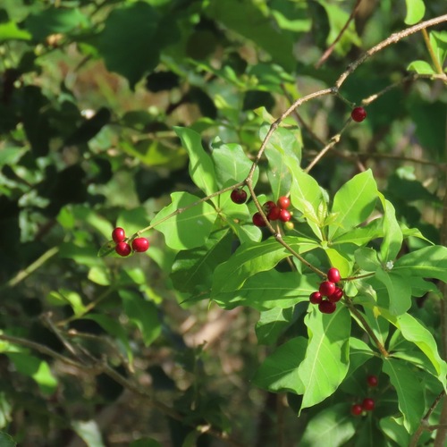 Be Still Tree (Rauvolfia tetraphylla)