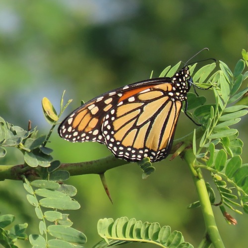 Monarch (Danaus plexippus)