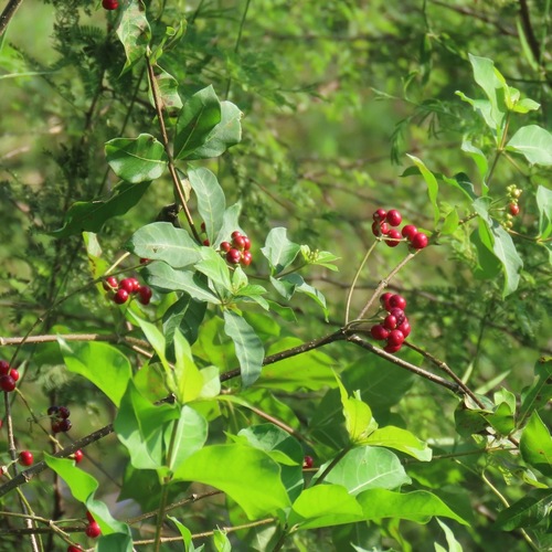 Cinco negritos (Rauvolfia tetraphylla)