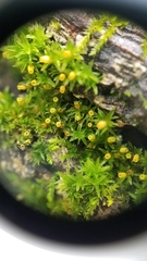 Orthotrichum pusillum