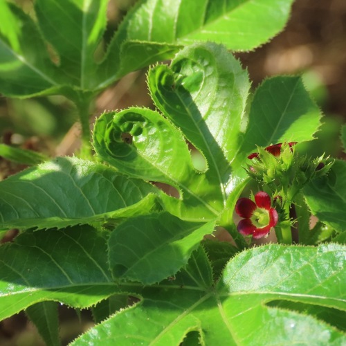 Bellyache Bush (Jatropha gossypiifolia)