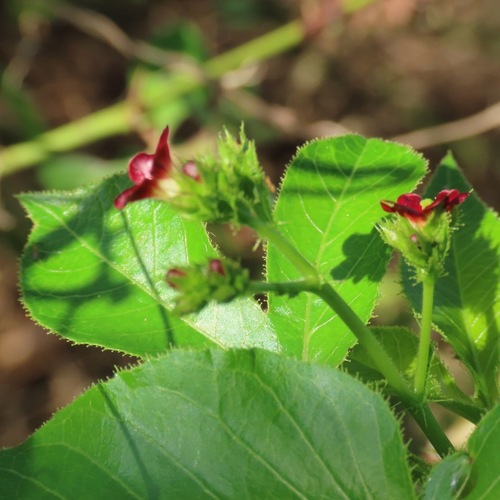 Piñón negro (Jatropha gossypiifolia)