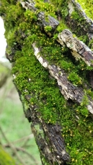 Orthotrichum pusillum