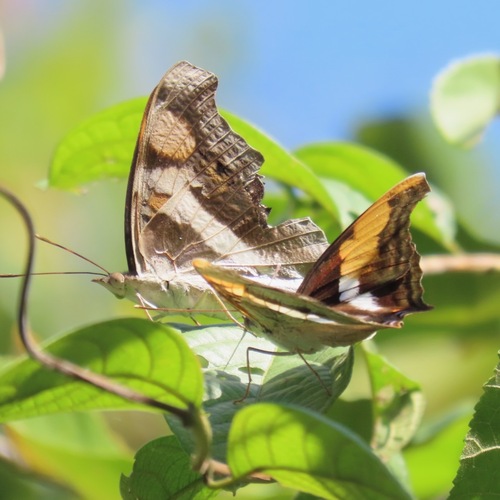 Silver Emperor (Doxocopa laure)