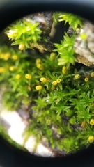Orthotrichum pusillum