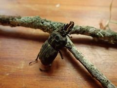 Ryssonotus nebulosus