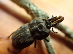 Ryssonotus nebulosus