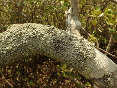 Notoparmelia testacea