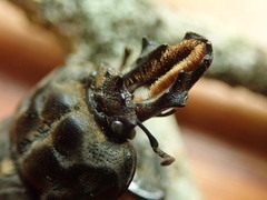 Ryssonotus nebulosus