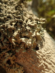 Notoparmelia testacea