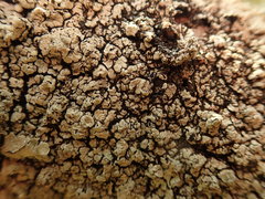 Notoparmelia testacea