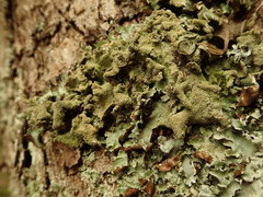 Parmotrema subtinctorium