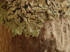 Notoparmelia testacea