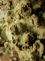 Parmotrema subtinctorium