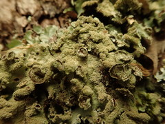 Parmotrema subtinctorium