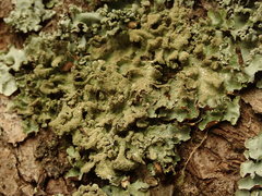 Parmotrema subtinctorium