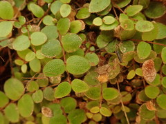 Metrosideros carminea