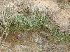 Metrosideros carminea