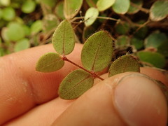 Metrosideros carminea